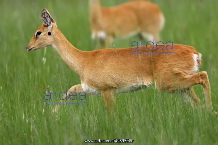 : Oribi (Ourebia ourebi Montana). Ethiopia. Sub species in western Ethiopia and Sudan : Oribi (Ourebia ourebi Montana). Ethiopia. Sub species in western Ethiopia and Sudan