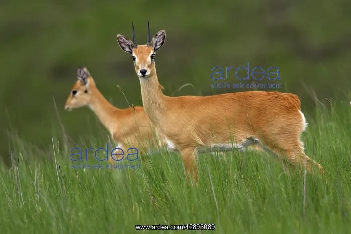 : Oribi (Ourebia ourebi montana ). Yabelo Ethiopia : Oribi (Ourebia ourebi montana ). Yabelo Ethiopia