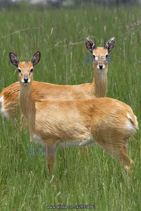 : Oribi (Ourebia ourebi Montana). Ethiopia. Sub species in western Ethiopia and sudan : Oribi (Ourebia ourebi Montana). Ethiopia. Sub species in western Ethiopia and sudan
