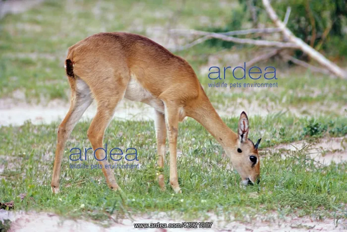  : Oribi (Ourebia ourebia). Uganda, Africa