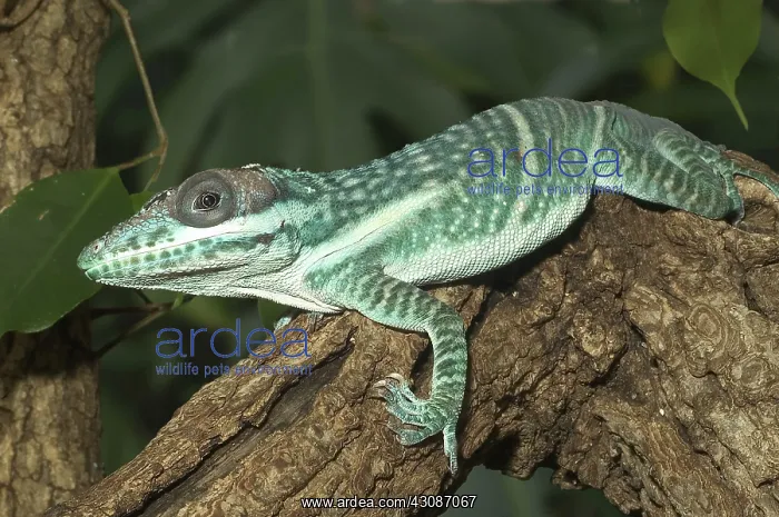 : Orient Knight Anole : Orient Knight Anole