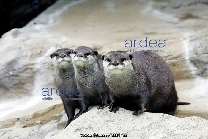 : Oriental / Asian Small-clawed Otter - three : Oriental / Asian Small-clawed Otter - three