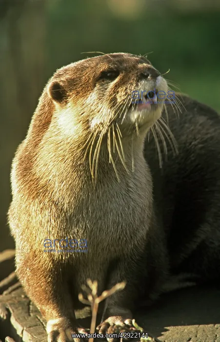 : Oriental / Asian / Small-clawed / short-clawed OTTER : Oriental / Asian / Small-clawed / short-clawed OTTER