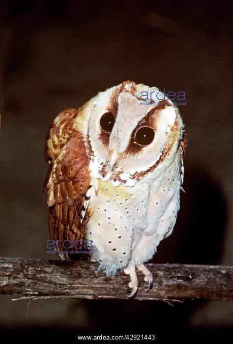 : Oriental Bay Owl : Oriental Bay Owl