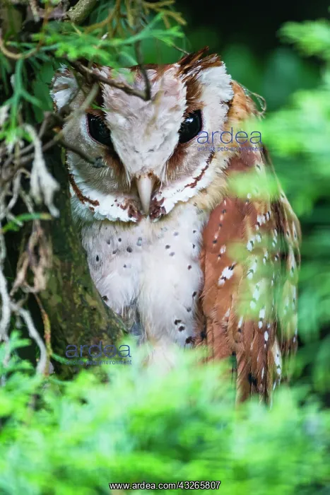: Oriental Bay Owl, portrait of bird resting during : Oriental Bay Owl, portrait of bird resting during