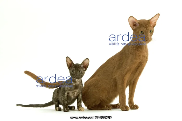  : Oriental CAT - adult and sea tortie kitten