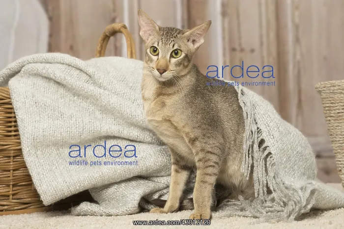  : Oriental cat indoors