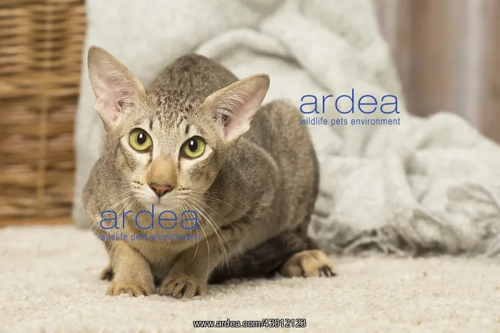  : Oriental cat indoors