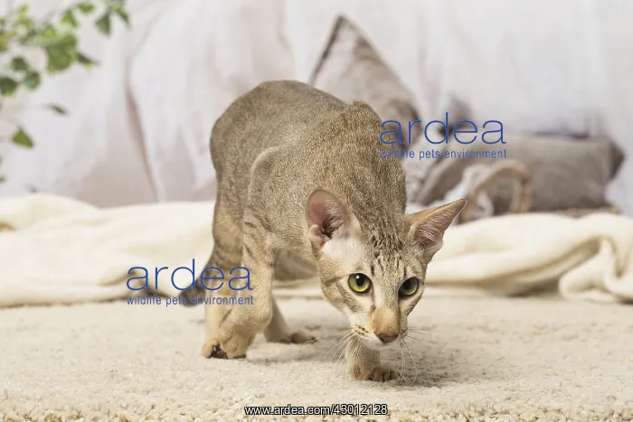  : Oriental cat indoors