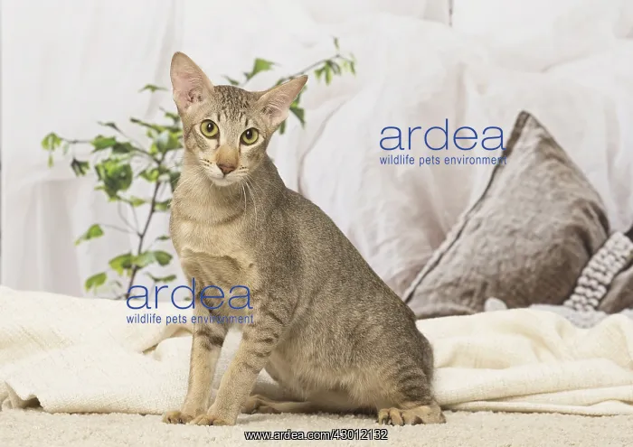  : Oriental cat indoors