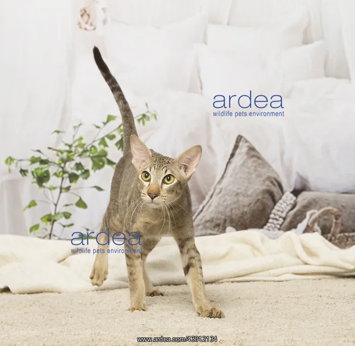  : Oriental cat indoors