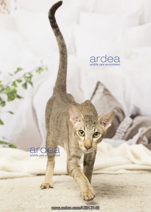  : Oriental cat indoors