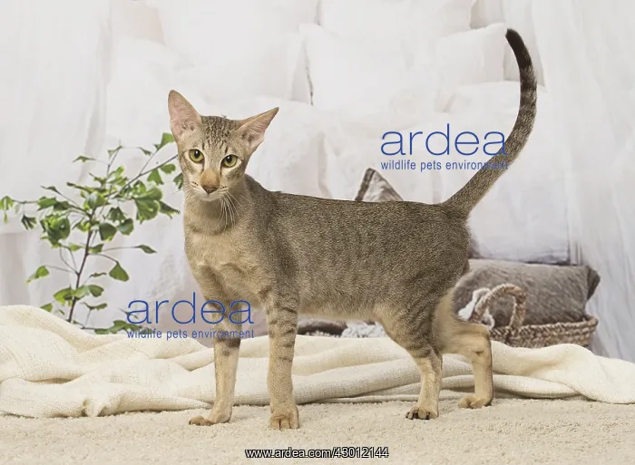  : Oriental cat indoors