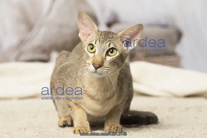  : Oriental cat indoors