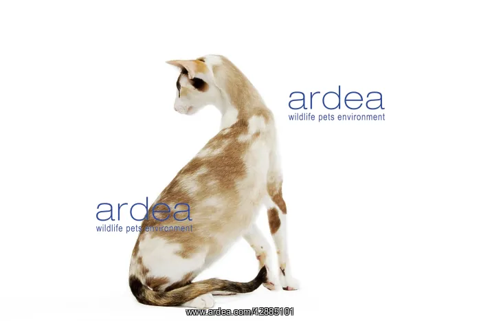  : Oriental Cat - in studio
