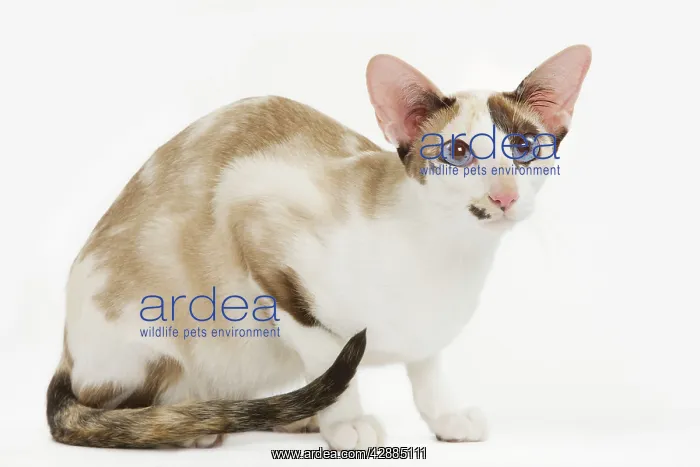  : Oriental Cat - in studio