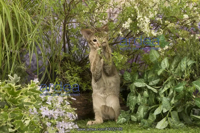  : Oriental chocolate spotted tabby kitten outside