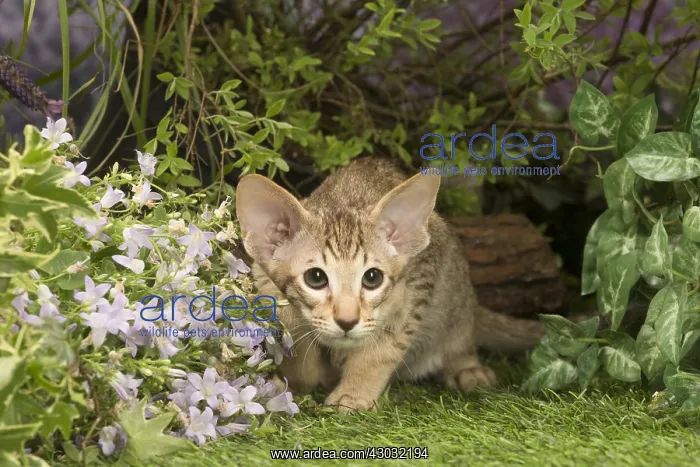 : Oriental chocolate spotted tabby kitten outside : Oriental chocolate spotted tabby kitten outside