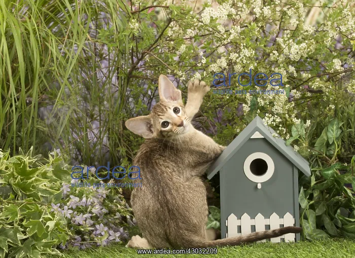 : Oriental chocolate spotted tabby kitten outside : Oriental chocolate spotted tabby kitten outside
