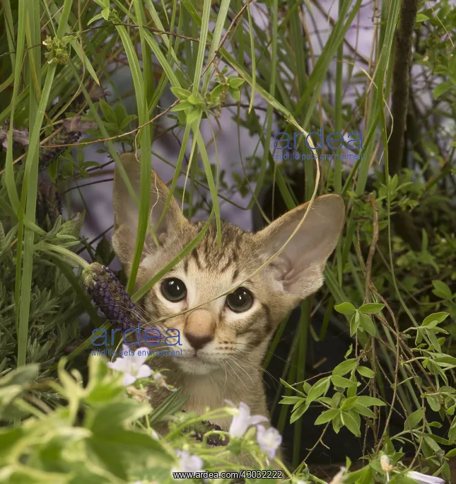 : Oriental chocolate spotted tabby kitten outside : Oriental chocolate spotted tabby kitten outside