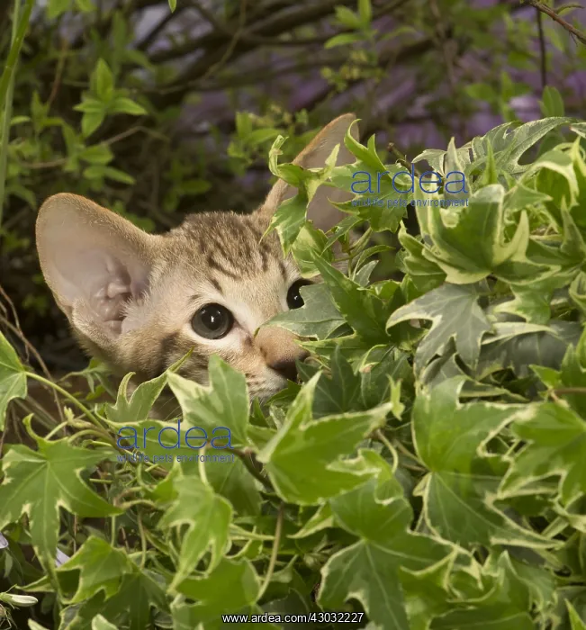 : Oriental chocolate spotted tabby kitten outside : Oriental chocolate spotted tabby kitten outside