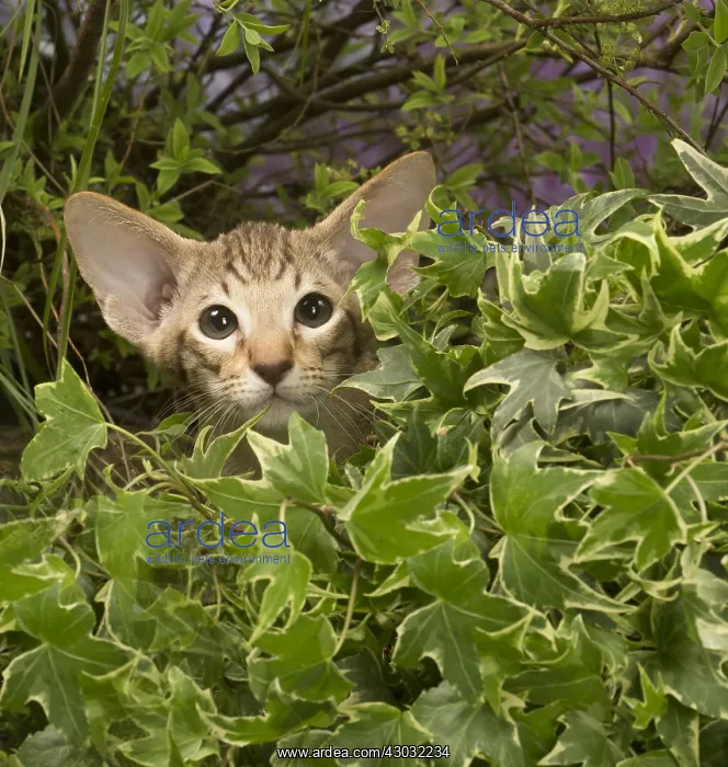 : Oriental chocolate spotted tabby kitten outside : Oriental chocolate spotted tabby kitten outside