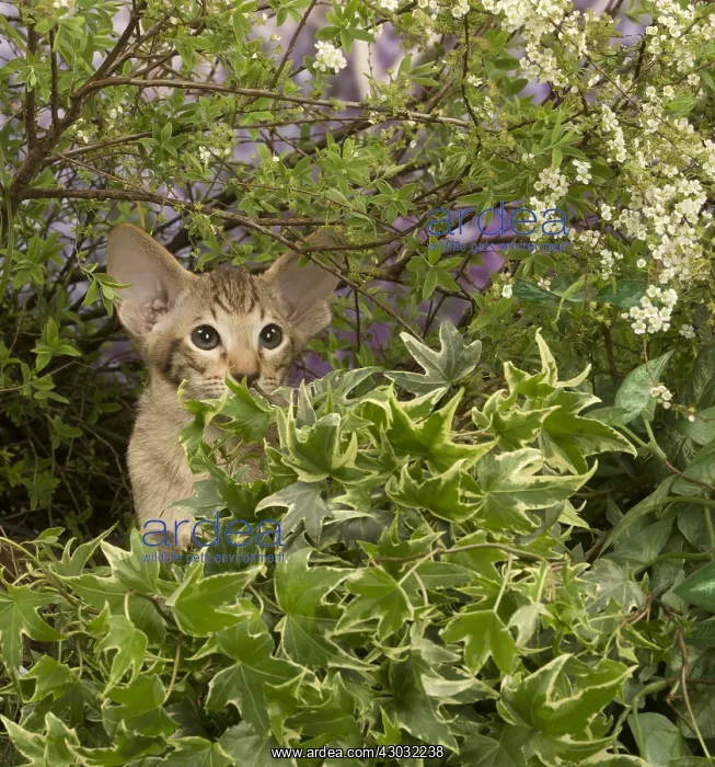 : Oriental chocolate spotted tabby kitten outside : Oriental chocolate spotted tabby kitten outside