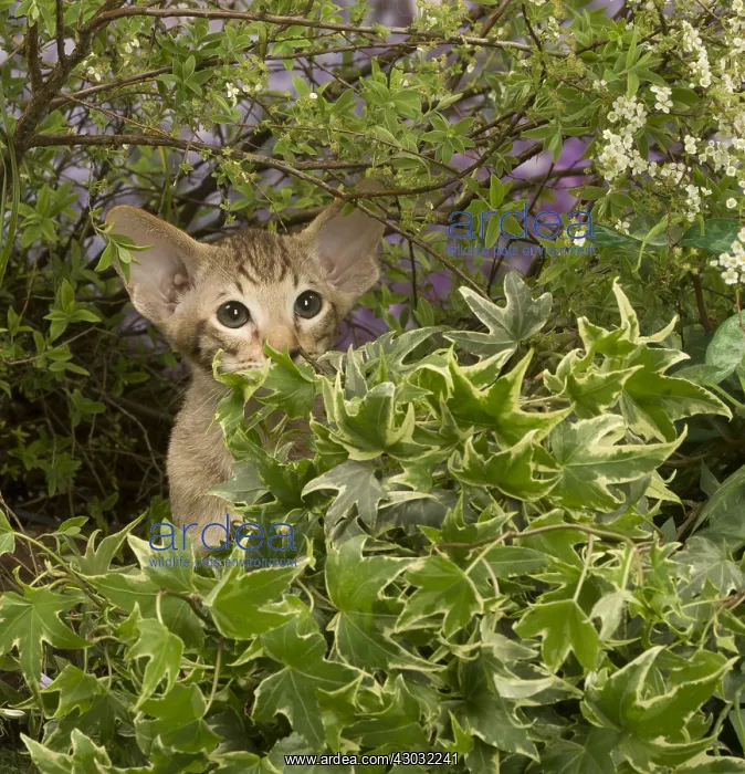 : Oriental chocolate spotted tabby kitten outside : Oriental chocolate spotted tabby kitten outside