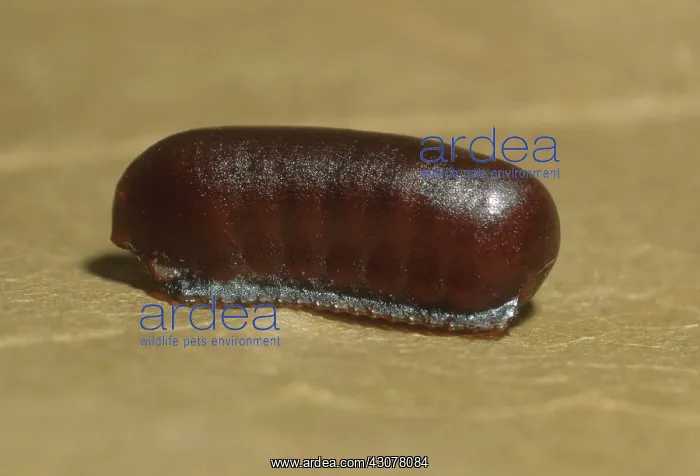 : Oriental Cockroach Egg Case : Oriental Cockroach Egg Case
