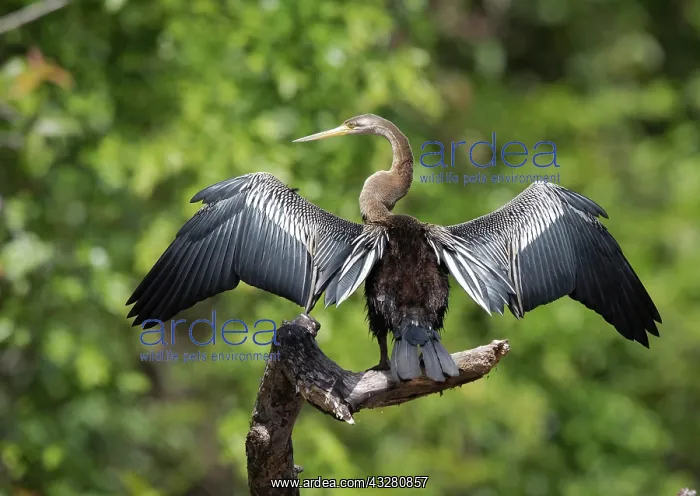 : Oriental Darter (Anhinga melanogaster) drying the : Oriental Darter (Anhinga melanogaster) drying the