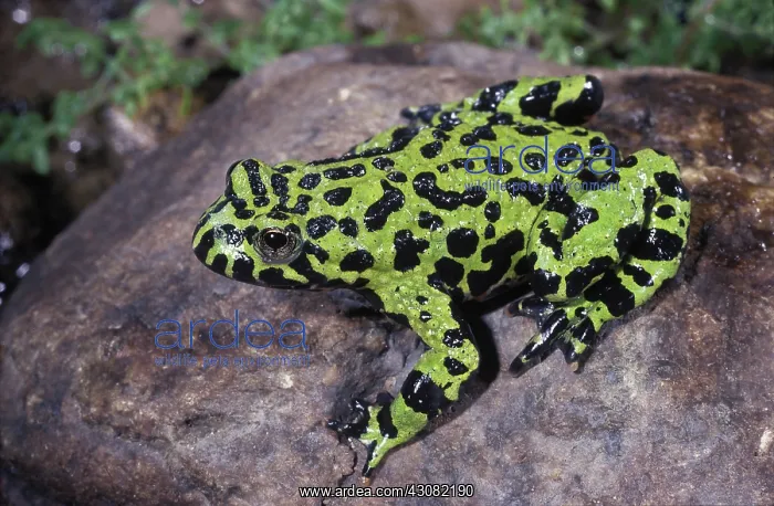 : Oriental Fire-Bellied Toad : Oriental Fire-Bellied Toad