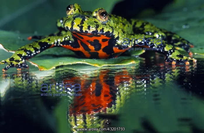 : Oriental Fire-bellied Toad (Bombina orientalis) : Oriental Fire-bellied Toad (Bombina orientalis)