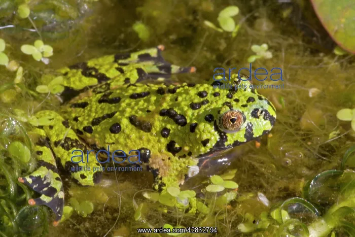 : Oriental Firebellied Toad : Oriental Firebellied Toad