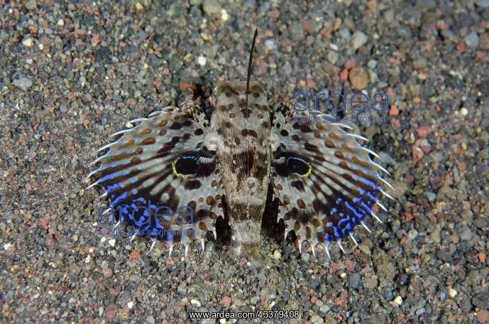 : Oriental Flying Gurnard : Oriental Flying Gurnard