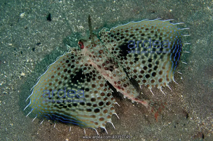  : Oriental Flying Gurnard
