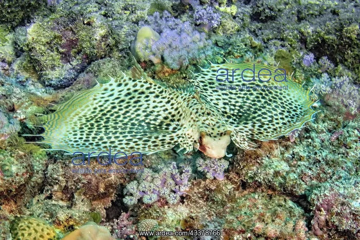 : Oriental flying gurnard (Dactyloptena orientalis) : Oriental flying gurnard (Dactyloptena orientalis)
