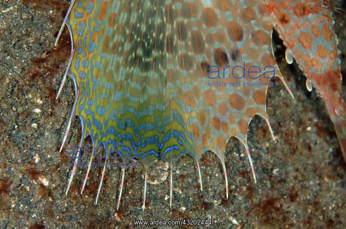 : Oriental Flying Gurnard - displaying pectoral fin : Oriental Flying Gurnard - displaying pectoral fin