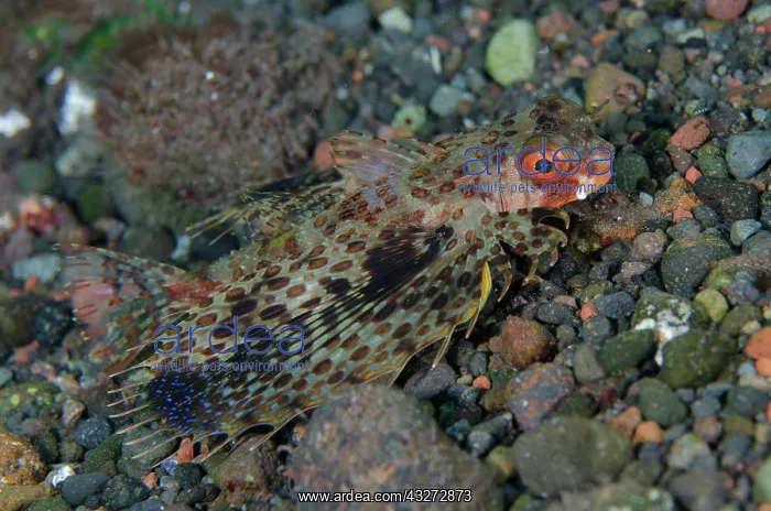 : Oriental Flying Gurnard - displaying pectoral fins - Kubu, T : Oriental Flying Gurnard - displaying pectoral fins - Kubu, T
