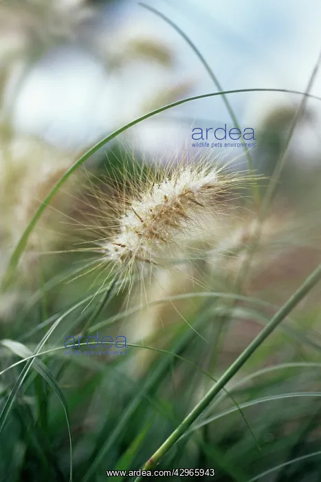 : Oriental Fountain Grass : Oriental Fountain Grass