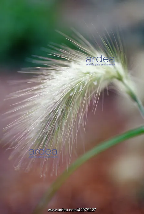 : Oriental fountain grass : Oriental fountain grass
