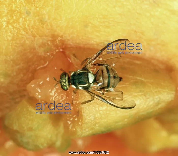 : Oriental fruit fly : Oriental fruit fly