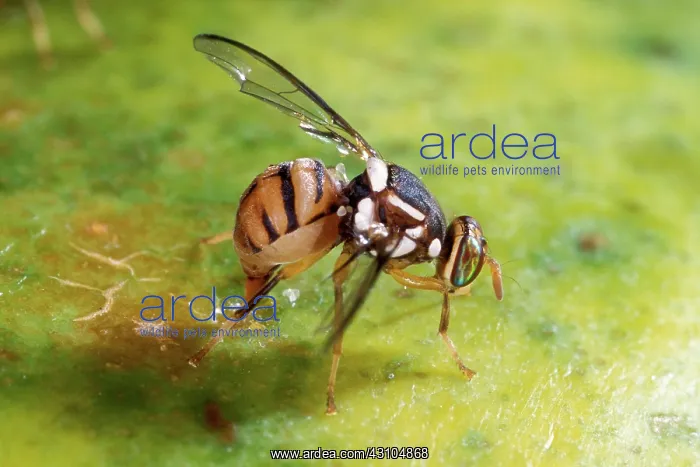 : Oriental Fruit Fly Laying Eggs : Oriental Fruit Fly Laying Eggs