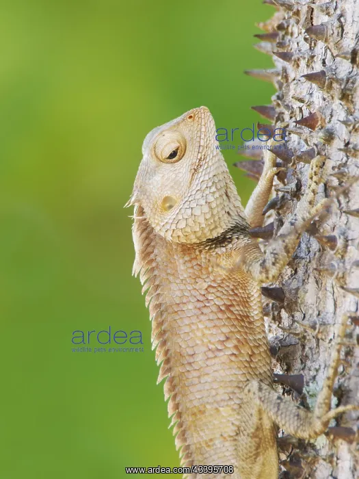 : Oriental Garden Lizard Calotes versicolor Sabah : Oriental Garden Lizard Calotes versicolor Sabah