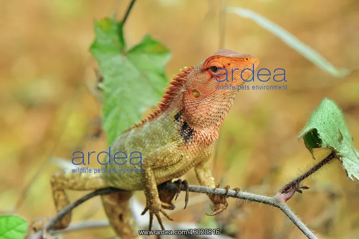 : Oriental Garden Lizard / Eastern Garden Lizard / : Oriental Garden Lizard / Eastern Garden Lizard /