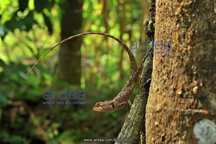 : Oriental Garden Lizard / Eastern Garden Lizard / : Oriental Garden Lizard / Eastern Garden Lizard /