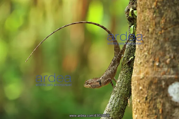 : Oriental Garden Lizard / Eastern Garden Lizard / : Oriental Garden Lizard / Eastern Garden Lizard /