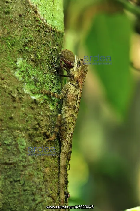 : Oriental Garden Lizard / Eastern Garden Lizard / : Oriental Garden Lizard / Eastern Garden Lizard /