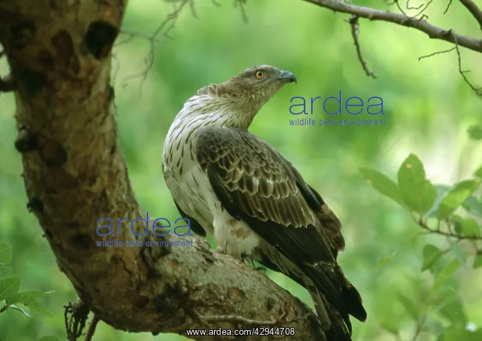 : Oriental Honey BUZZARD : Oriental Honey BUZZARD