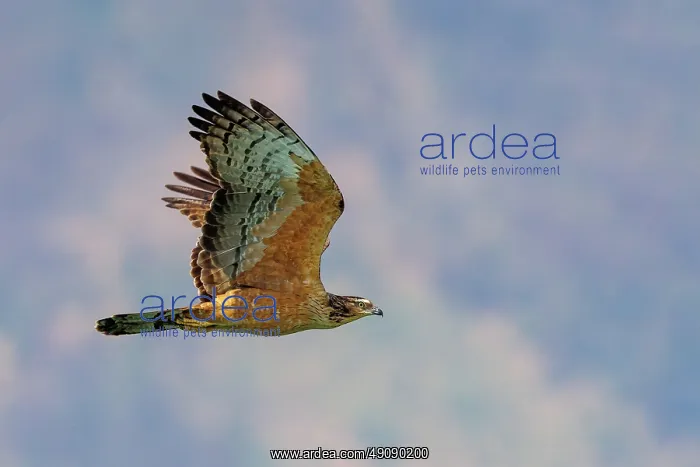 : Oriental honey Buzzard : Oriental honey Buzzard