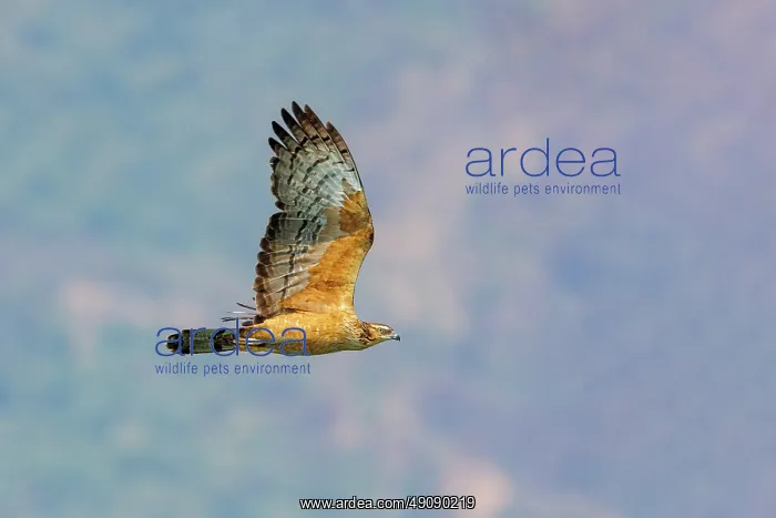 : Oriental honey Buzzard : Oriental honey Buzzard